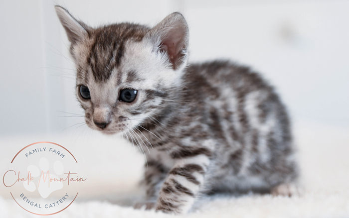 Bengal kitten for sale